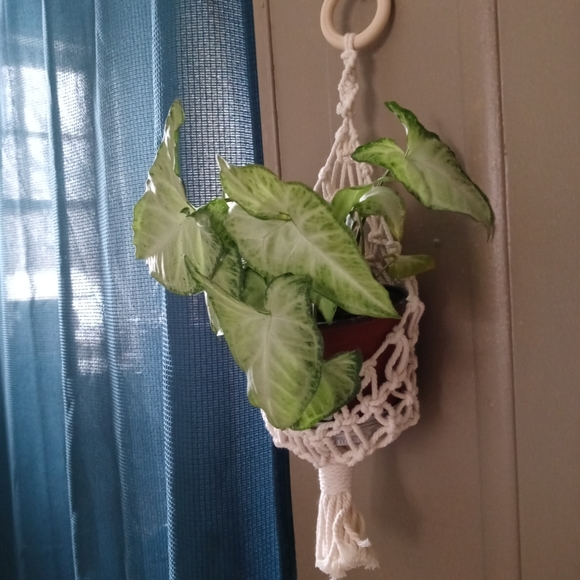 Small Macrame Plant basket - Picture 3 of 3